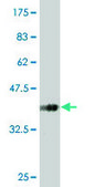 Monoclonal Anti-SLC13A3 antibody produced in mouse clone 3A6, purified immunoglobulin, buffered aqueous solution