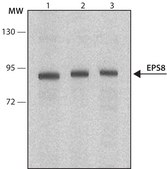 Monoclonal Anti-EPS8 antibody produced in mouse clone EPS8-2, purified from hybridoma cell culture