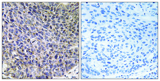 Anti-Cytochrome P450 4B1 antibody produced in rabbit affinity isolated antibody