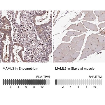 Anti-MAML3 antibody produced in rabbit Prestige Antibodies&#174; Powered by Atlas Antibodies, affinity isolated antibody, buffered aqueous glycerol solution