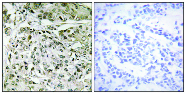 抗 TAF1 兔抗 affinity isolated antibody