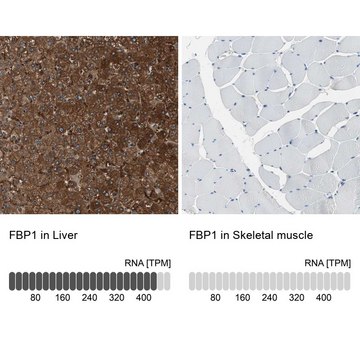 Anti-FBP1 antibody produced in rabbit Prestige Antibodies&#174; Powered by Atlas Antibodies, affinity isolated antibody, buffered aqueous glycerol solution