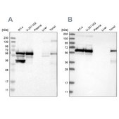 Anti-LUC7L3 antibody produced in rabbit Prestige Antibodies® Powered by Atlas Antibodies, affinity isolated antibody, buffered aqueous glycerol solution, Ab2