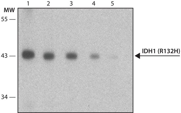 小鼠单克隆抗 IDH1 (R132H) 抗体 clone HMab-1, purified from hybridoma cell culture