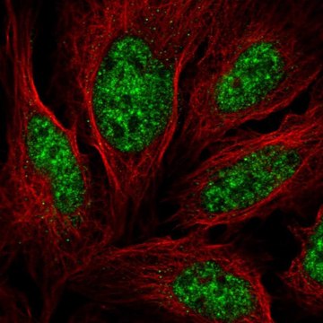 Anti-ALYREF antibody produced in rabbit Prestige Antibodies&#174; Powered by Atlas Antibodies, affinity isolated antibody