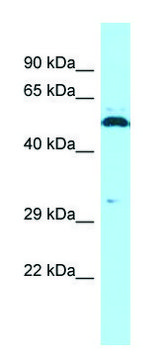 Anti-SPAM1 (C-terminal) antibody produced in rabbit affinity isolated antibody