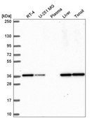 Anti-TEAD1 antibody produced in rabbit Prestige Antibodies® Powered by Atlas Antibodies, affinity isolated antibody