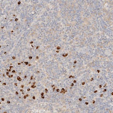 Anti-FHOD1 antibody produced in rabbit Prestige Antibodies&#174; Powered by Atlas Antibodies, affinity isolated antibody, buffered aqueous glycerol solution