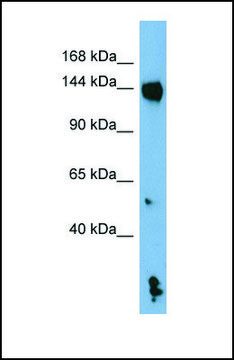 Anti-NLRP1, (N-terminal) antibody produced in rabbit affinity isolated antibody