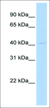 Anti-GFI1 (AB2) antibody produced in rabbit affinity isolated antibody