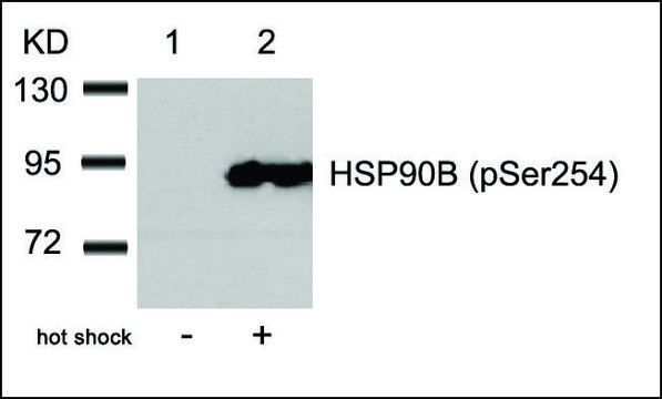 Anti-phospho-HSP90AB1 (pSer254) antibody produced in rabbit affinity isolated antibody