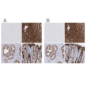 Anti-UGDH antibody produced in rabbit Prestige Antibodies&#174; Powered by Atlas Antibodies, affinity isolated antibody, buffered aqueous glycerol solution