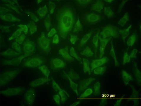 Monoclonal Anti-USP9X antibody produced in mouse clone 1C4, purified immunoglobulin, buffered aqueous solution