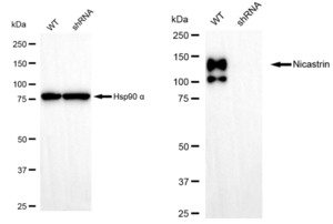 KD-Validated Anti Nicastrin Antibody, clone 23GB1040, Rabbit Monoclonal clone 23GB1040, recombinant rabbit monoclonal, expressed in HEK293 cells