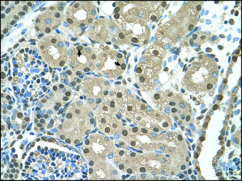 Anti-SBDS (AB1) antibody produced in rabbit IgG fraction of antiserum