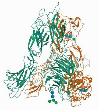 Monoclonal Anti-CD11c antibody produced in mouse clone BU15, purified immunoglobulin, buffered aqueous solution