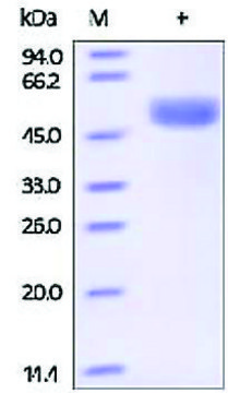 组织蛋白酶D 人 recombinant, expressed in HEK 293 cells, &#8805;95% (SDS-PAGE)