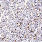 Anti-CGNL1 antibody produced in rabbit Prestige Antibodies® Powered by Atlas Antibodies, affinity isolated antibody, buffered aqueous glycerol solution