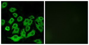 Anti-RPL36 antibody produced in rabbit affinity isolated antibody