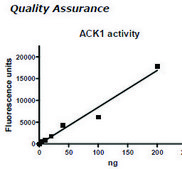 ACK1 Active human recombinant, expressed in baculovirus infected insect cells, ≥70% (SDS-PAGE)