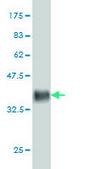 Monoclonal Anti-ARL6IP4 antibody produced in mouse clone 5E5, purified immunoglobulin, buffered aqueous solution