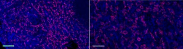 Anti-Iba1/AIF1 Antibody, clone 20A12.1, Alexa Fluor&#8482; 647 Conjugate clone 20A12.1, from mouse, ALEXA FLUOR&#8482; 647