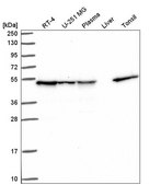 Anti-DNAJA2 antibody produced in rabbit Prestige Antibodies® Powered by Atlas Antibodies, affinity isolated antibody