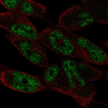 Anti-LIN52 antibody produced in rabbit Prestige Antibodies&#174; Powered by Atlas Antibodies, affinity isolated antibody