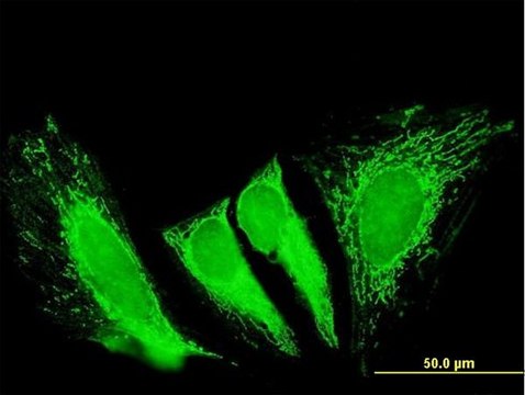 Anti-RTKN2 antibody produced in mouse purified immunoglobulin, buffered aqueous solution