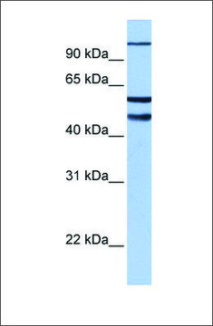 Anti-EZH1 antibody produced in rabbit affinity isolated antibody