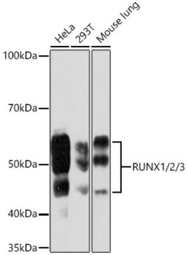 Anti-RUNX1/2/3 Antibody, clone 6G5U2, Rabbit Monoclonal