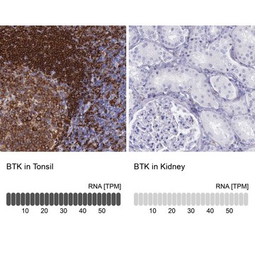 Anti-BTK antibody produced in rabbit Ab1, Prestige Antibodies&#174; Powered by Atlas Antibodies, affinity isolated antibody, buffered aqueous glycerol solution