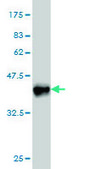 Monoclonal Anti-CRLF1 antibody produced in mouse clone 4F4, purified immunoglobulin, buffered aqueous solution