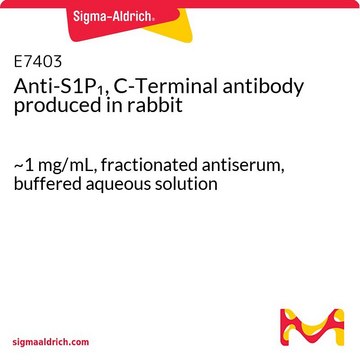 Anti-S1P1, C-Terminal antibody produced in rabbit ~1&#160;mg/mL, fractionated antiserum, buffered aqueous solution