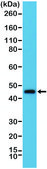 Anti-OX40 (CD134) antibody, Rabbit monoclonal recombinant, expressed in HEK 293 cells, clone RM313, purified immunoglobulin