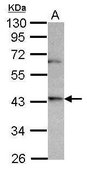 Anti-OPN3 (N-terminal) antibody produced in rabbit affinity isolated antibody, buffered aqueous solution