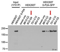 Anti-SARS-CoV-2 Spike RBD Antibody, clone 6C2-G9