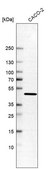 Anti-AHCY antibody produced in rabbit Prestige Antibodies® Powered by Atlas Antibodies, affinity isolated antibody, buffered aqueous glycerol solution