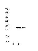 Anti-Phospho-Histone H3 (Ser10) Antibody, clone 3H10, FITC Conjugate clone 3H10, Upstate®, from mouse