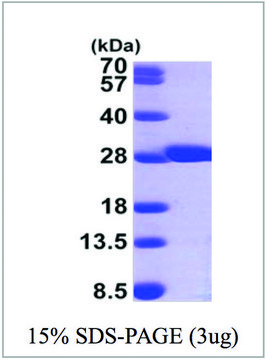 GSTM2 human recombinant, expressed in E. coli, &#8805;95% (SDS-PAGE)