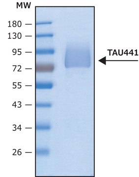 Tau-441 human recombinant, lyophilized powder, expressed in HEK 293 cells, &#8805;95% (SDS-PAGE)