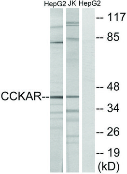 Anti-CCKAR antibody produced in rabbit affinity isolated antibody