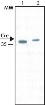 Anti-Cre antibody, Mouse monoclonal clone 7-23, purified from hybridoma cell culture