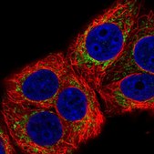 Anti-MRPL22 antibody produced in rabbit Prestige Antibodies® Powered by Atlas Antibodies, affinity isolated antibody, buffered aqueous glycerol solution