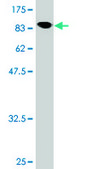 Monoclonal Anti-NXF3 antibody produced in mouse clone 3A9, purified immunoglobulin, buffered aqueous solution