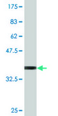 Monoclonal Anti-EIF4ENIF1, (C-terminal) antibody produced in mouse clone 2C4, purified immunoglobulin, buffered aqueous solution
