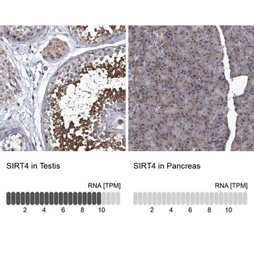 Anti-SIRT4 antibody produced in rabbit Prestige Antibodies® Powered by Atlas Antibodies, affinity isolated antibody, buffered aqueous glycerol solution, ab2