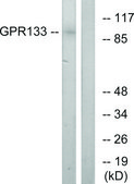 Anti-GPR133 antibody produced in rabbit affinity isolated antibody