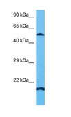 Anti-MLKL affinity isolated antibody