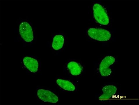 Monoclonal Anti-RAX antibody produced in mouse clone 3B3, purified immunoglobulin, buffered aqueous solution